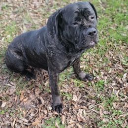 Cane Corso from J bar C Kennels