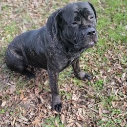 Cane Corso from J bar C Kennels