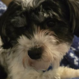 Havanese and Morkies from Weiss's Puppies