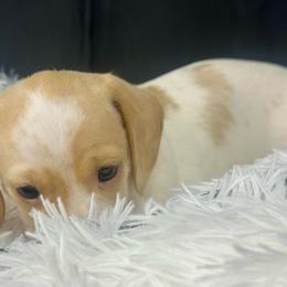 Cinnamon - Piebald female Dachshund puppy in Mesquite, Texas from AB Dachshund