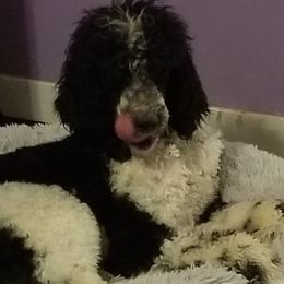 Goldendoodles and Poodles from Pawsome Poodles and Doodles