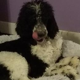 Goldendoodles and Poodles from Pawsome Poodles and Doodles