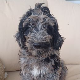 Aussiedoodle, Bernedoodle, Shihpoo, and Shih Tzu Puppies from Route 66 Poodles & Doodles, Sapphire Shih-tzu's of Ohio