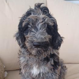 Aussiedoodle, Bernedoodle, Shihpoo, and Shih Tzu Puppies from Route 66 Poodles & Doodles, Sapphire Shih-tzu's of Ohio