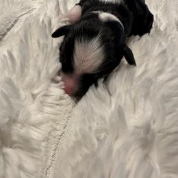 Girl 1 - Black and white female Aussiedoodle puppy in Martin County, Florida from Biggie Ranch