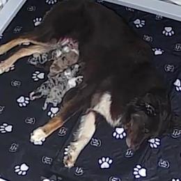 Blue merle girl 1 - Blue merle female Australian Shepherd puppy in Rainsville, Alabama from Chaparro Farm