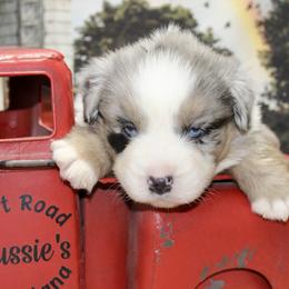 Blue Merle Male2 - Blue merle male Miniature Australian Shepherd puppy in Ronan, Montana from Dirt Road Aussie’s of Montana
