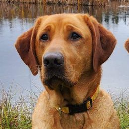 Wrigley - Labrador Retriever