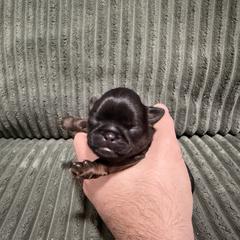 Brussels Griffon puppies from Lavish Griffons
