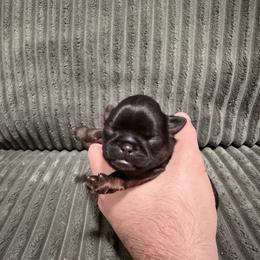 Brussels Griffon puppies from Lavish Griffons