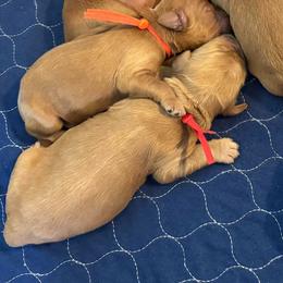 Grumpy-Red - Apricot male Goldendoodle puppy in Bay City, Texas from Charming Doods Goldendoodles