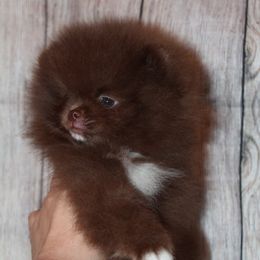 Bourbon - Chocolate male Pomeranian puppy in El Paso, Texas from Texas quality pomeranians