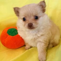 Cortland Pomchi - Blue fawn male Chihuahua puppy in Seneca, Missouri from Stephanie’s Puppy Colony