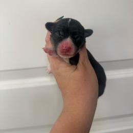 Zoey- AKC fluffy female - Black and tan female Pembroke Welsh Corgi puppy in Red Bluff, California from Wilder Ranch Corgis