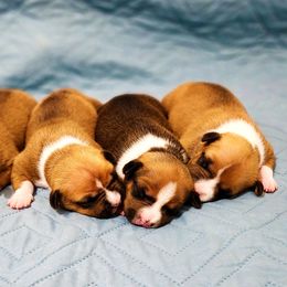 American Staffordshire Terrier Puppies from MDYC Amstaffs