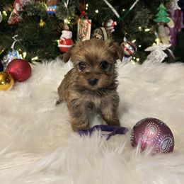 Vixen Purple - Liver female Yorkshire Terrier puppy in Hardeeville, South Carolina from Pups of the Lowcountry