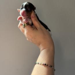 Hermes - Tri-color male Cavalier King Charles Spaniel puppy in Spring Hill, Florida from Parisian Puppies