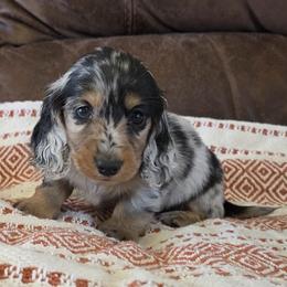 Champion sired boy 2 - Dapple male Dachshund puppy in Newalla, Oklahoma from Roughstock Border Collies and Dachshunds