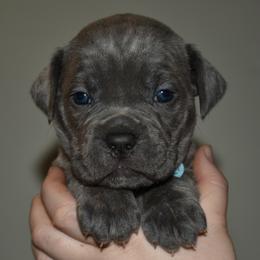 Sky - Gray brindle female Cane Corso puppy in Sault Ste Marie, Michigan from Willow Creek Cane Corsos
