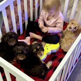Bernedoodle and Cavapoo Puppies from Lawler’s Legacy Litters