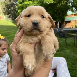 Golden Retriever Puppies from Rocky Mountain Field Goldens