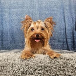 Zade - Yorkshire Terrier