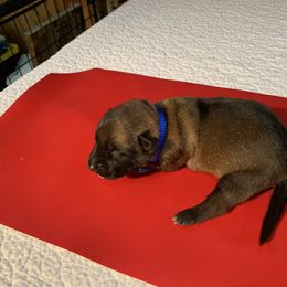 Belgian Malinois Puppies from Akadamie Belgian Malinois'