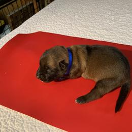 Belgian Malinois Puppies from Akadamie Belgian Malinois'