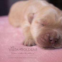 Blue - Golden Retriever puppy in Grand Blanc, Michigan from Vista Goldens