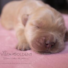 Blue - Golden Retriever puppy in Grand Blanc, Michigan from Vista Goldens