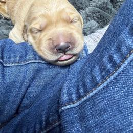 Purple Collar - Luna - Golden female Golden Retriever puppy in Evansville, Wyoming from Pura Vida Golden Retrievers