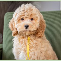 Karen - Red female Cockapoo puppy in Connersville, Indiana from Deaz Doodle Ranch