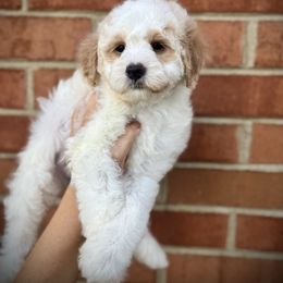 Pink - Parti female Goldendoodle puppy in Danielsville, Georgia from Meg's Doodles and Poodles