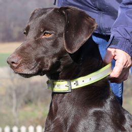 Labrador Retriever All Grown Up from Larke Lab Kennels