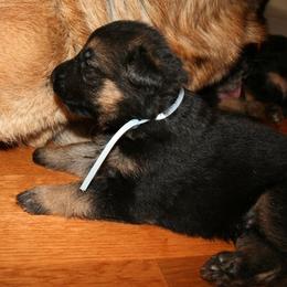 German Shepherd Puppies from Central Coast German Shepherds