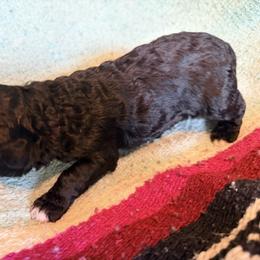 Delta - Black female Poodle puppy in Bakersfield, California from Jewells Poodles