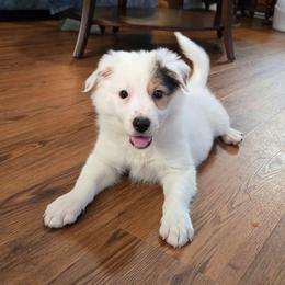 Bingo - Saddleback sable female Border Collie puppy in Piedmont, South Carolina from Soaring Borders Border Collies