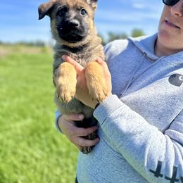 Mojito von der Hohen Klippe - Sable German Shepherd puppy in Elwood, Indiana from Hohen Klippe German Shepherds