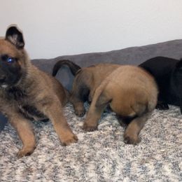 Belgian Malinois and Working Cross Puppies from L G Kennels