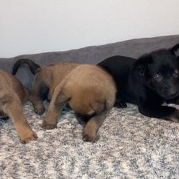 Belgian Malinois and Working Cross Puppies from L G Kennels