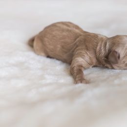 Girl 2 - Goldendoodle puppy in Florida from Posh Puppies