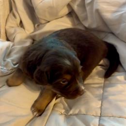 Brownie - Red tri-color female Australian Shepherd puppy in Arizona from BRR Aussies