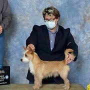 Miniature American Shepherd and Portuguese Podengo Pequeno All Grown Up from Kaprikorn