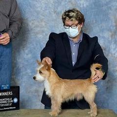 Miniature American Shepherd and Portuguese Podengo Pequeno All Grown Up from Kaprikorn