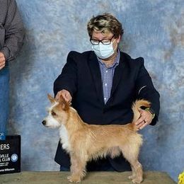 Miniature American Shepherd and Portuguese Podengo Pequeno All Grown Up from Kaprikorn