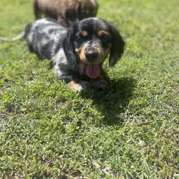 Dachshund Puppies from Stilwell’s & TJ’s Dachshunds