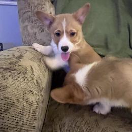 Oliver Sweet Face Boy 5 - White and red male Pembroke Welsh Corgi puppy in Chesterton, Indiana from Oliver Pembroke Welsh Corgis