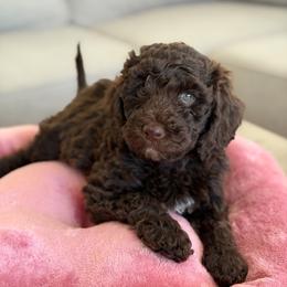 Juniper - Chocolate female Goldendoodle puppy in Redmond, Oregon from Bourbon and Lace Doodles