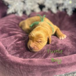 Turtle - Red  male Goldendoodle puppy in Rockville, Minnesota from Bracha Poodles & Doodles