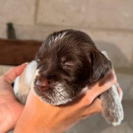 Black - Brown and gray female Wirehaired Pointing Griffon puppy in Devine, Texas from Tombstone Kennels